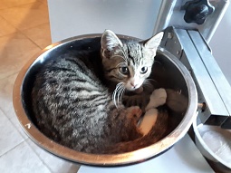 24.03.2019 Tiger