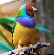 Vogelneu
